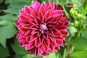Dahlias Characteristics of the dahlias