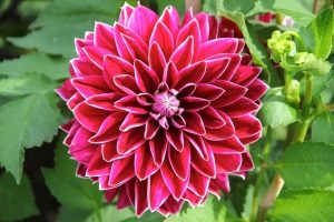 Characteristics of the dahlias