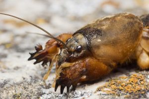 Types of pests: Mole cricket