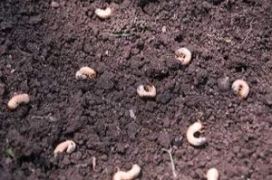 Types of pests: White worm