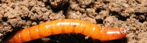Types of pests: Wire worm