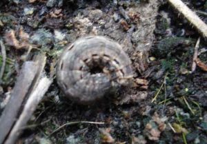 Types of pests: Gray worm