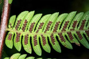 Ferns: spores