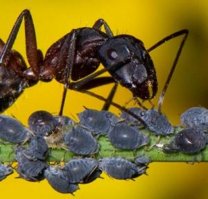 Types of pests: Ants