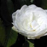 The ancient rosebushes: Alba Roses