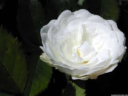 The ancient rosebushes: Alba Roses