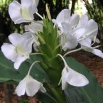 The butterfly, National Flower of Cuba