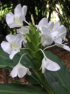 The butterfly, National Flower of Cuba