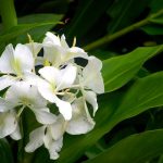 La mariposa, Flor nacional de Cuba