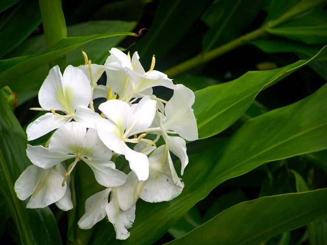 La mariposa, Flor nacional de Cuba