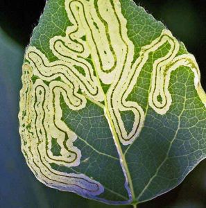 Types of pests: Leafminers