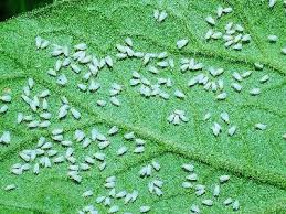 Types of pests: White fly