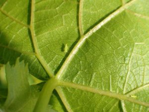 Types of pests: Green midge