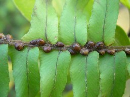 Ferns with foliar nematode