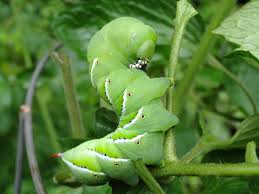 Types of pests: Butterfly caterpillars