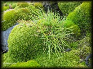 Antarctic grass