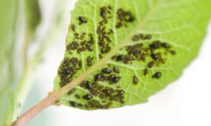 Types of pests: Pulgones