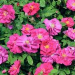 gallica Roses, disinfectant properties