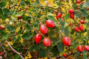 Fruit of the canine rose