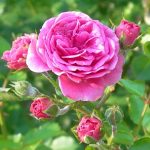Las rosas silvestres: Rosa Damascena