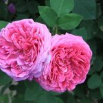 Damascena Rose