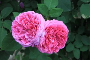 Damascena Rose