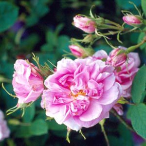 Wild roses: Damascena Rose