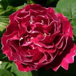 The ancient rosebushes: Hybrid perpetual rose