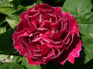 The ancient rosebushes: Hybrid perpetual rose
