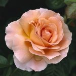 Los rosales antiguos: Rosa té