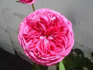 Bourbon Roses