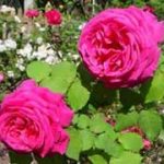 The ancient roses: Bourbon roses