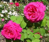 The ancient roses: Bourbon roses