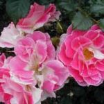 The ancient rosebushes: Patio Rose