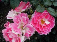 The ancient rosebushes: Patio Rose