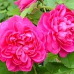 The ancient rosebushes: Portland roses