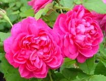 The ancient rosebushes: Portland roses