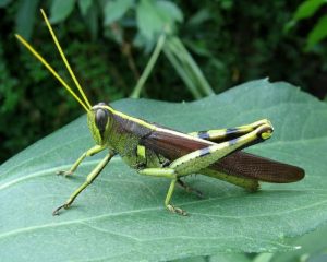 Types of pests: Grasshopper