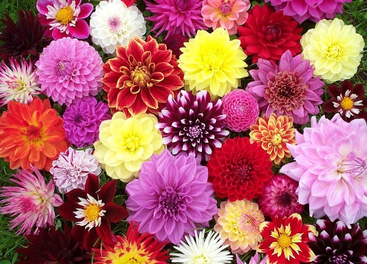 ▷ Dahlia: National Flower of Mexico. Characteristics and cultivation