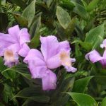 Sobralia altissima