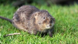 Types of pests: Voles