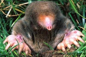 Types of pests: Moles