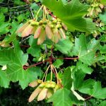 Acer granatense: in danger of extinction