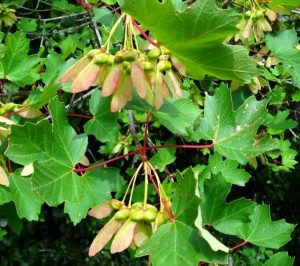 Acer granatense: in danger of extinction