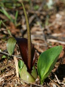 Biarum dispar in danger of extinction