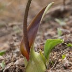 Biarum dispar in danger of extinction