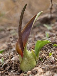 Biarum dispar in danger of extinction