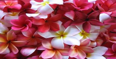 Frangipani Frangipani