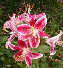 Lilies StarGazer