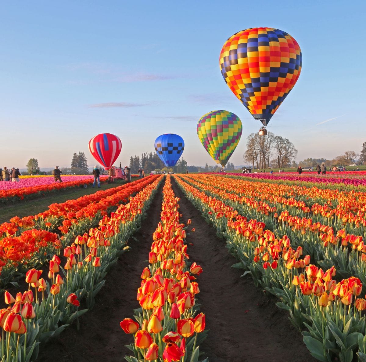 Tulip Festival 2018